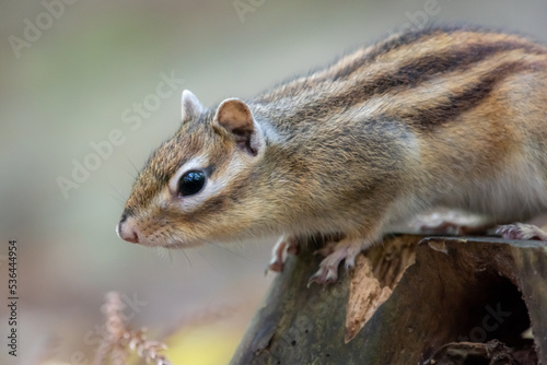シマリス