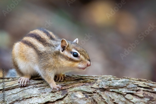 シマリス