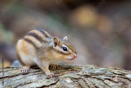 シマリス