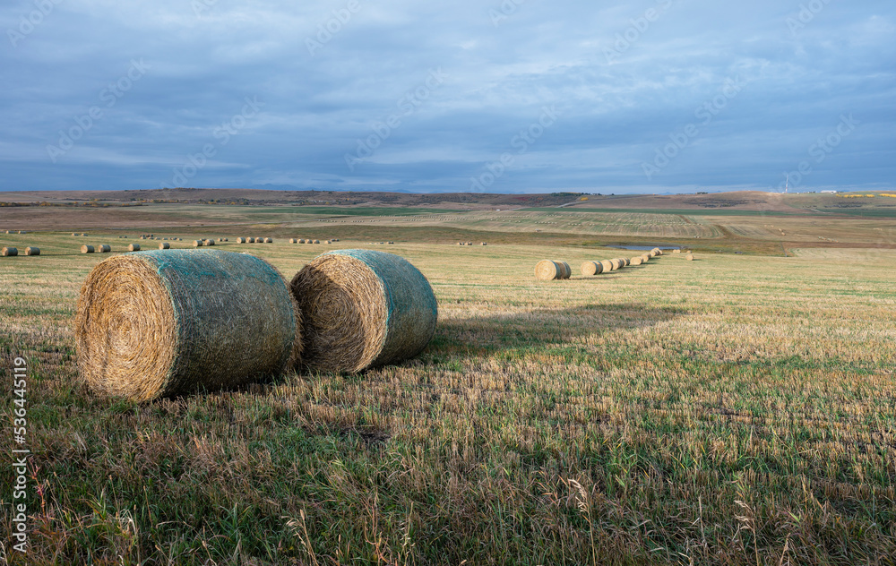 Round straw bales in a wheat field near Cochrane, Alberta