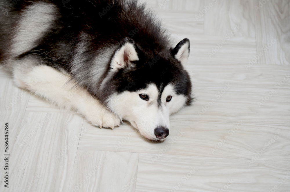 Closeup of Foreign Dogs Breeds lying on the cement floor Inside a pet shop in Thailand. Closeup of Foreign Dogs Breeds lying on the cement floor Inside a pet shop in Thailand.