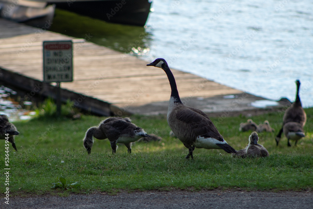 Fototapeta premium Lake Wildlife