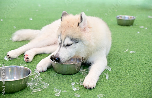Closeup of Foreign Dog Breeds eating ice in an aluminum bowl on artificial grass deliciously to feel relaxed and cool in the pet shop in Thailand.