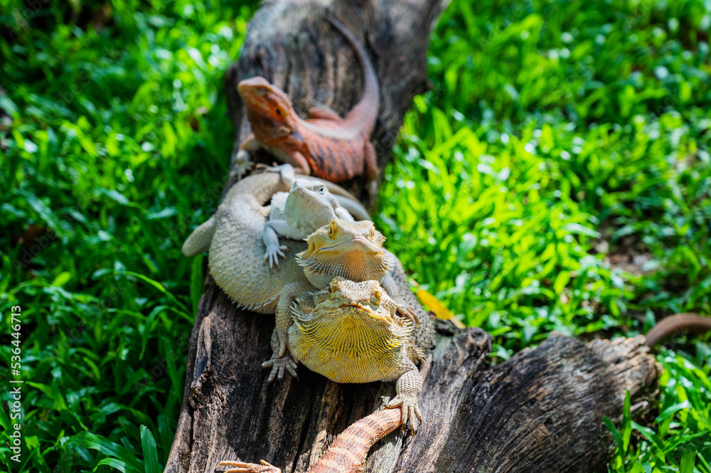 Obraz premium bearded dragon on ground with blur background