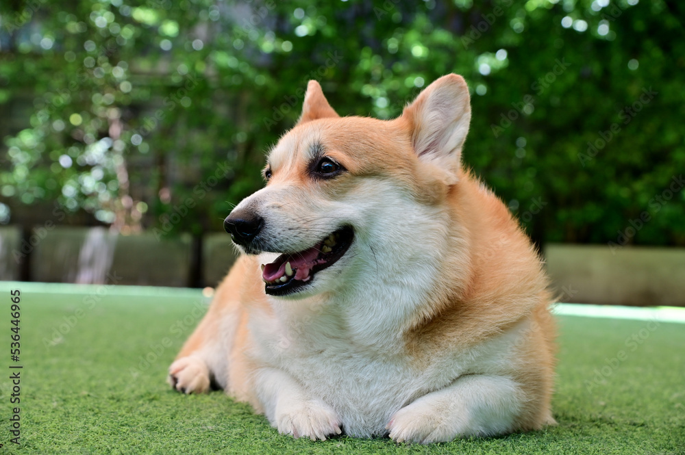 Closeup of Foreign Dog Breeds lying on the artificial grass Inside a pet shop in Thailand.