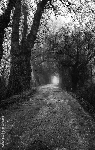 Dark landscape showing footpath through dark forest on a misty winter day © Solid photos