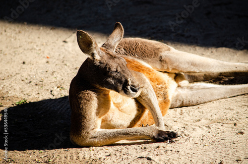 Quadro em tela Kangaroo Jack