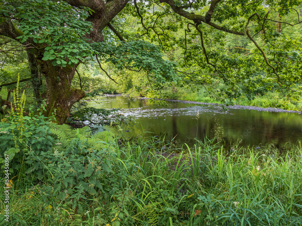 Lake District river in the forest Lake District river in the forest