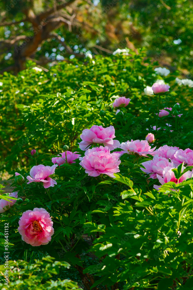 Fototapeta premium Pink peony flowering close up.