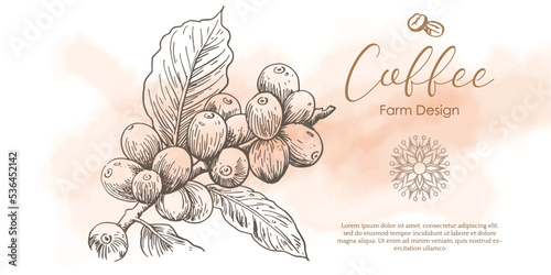 coffee bean of illustration ink and watercolor for packaging label design and banner advertising