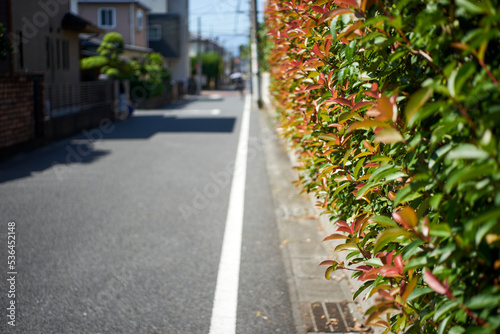 街並み・住宅街・植え込み・生垣・風景・アスファルト・生活道路・白線
