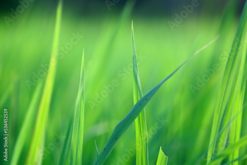 green grass background