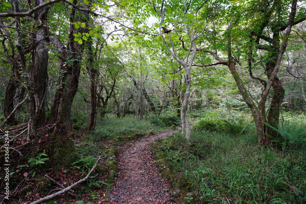 mossy old tree and fine path in deep forest mossy old tree and fine path in deep forest
