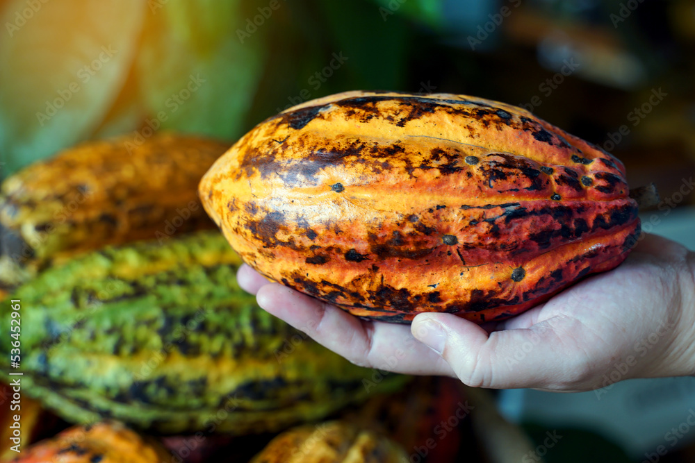 Cocoa, Cacao, Chocolate Nut Tree Fruit shaped like a papaya on the trunk or branches. Gourd-like skin, thick skin, cocoa beans are processed into chocolate. Soft and selective focus. Cocoa, Cacao, Chocolate Nut Tree Fruit shaped like a papaya on the trunk or branches. Gourd-like skin, thick skin, cocoa beans are processed into chocolate. Soft and selective focus.