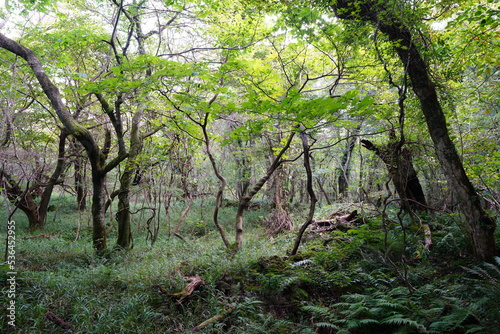 old trees and fern in wild forest