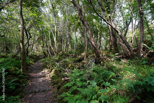 primeval forest with mossy rocks and old trees 