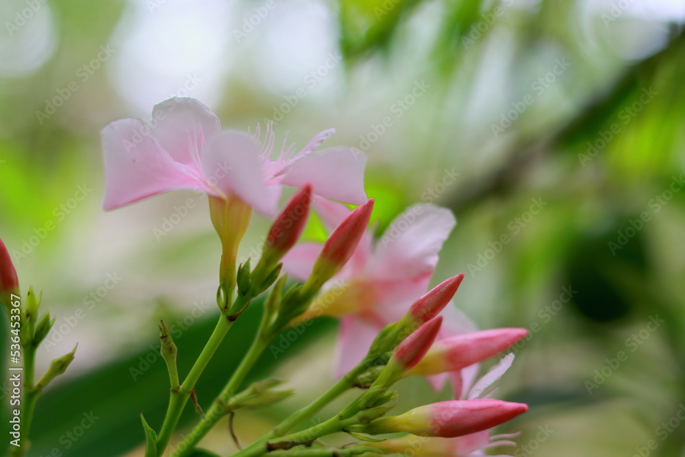 Fototapeta premium Amazing red flowers on nature background