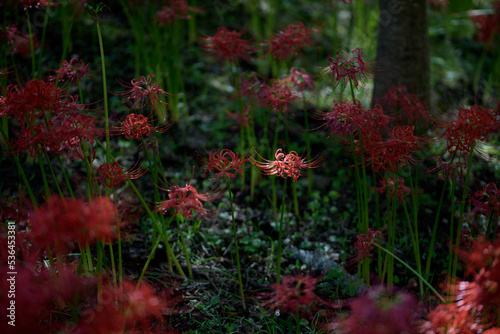 群生する曼殊沙華