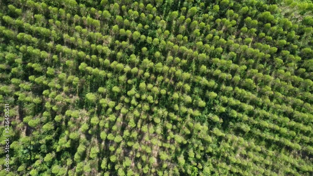 Aerial view of the eucalyptus plantation in the warm evening sunlight. Top view of cultivation areas or agricultural land in outdoor nursery. Cultivation business. Natural landscape background. Aerial view of the eucalyptus plantation in the warm evening sunlight. Top view of cultivation areas or agricultural land in outdoor nursery. Cultivation business. Natural landscape background.