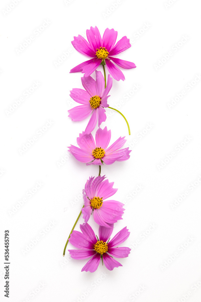 花のフレーム frame with typical beautiful flowers 花のフレーム frame with typical beautiful flowers