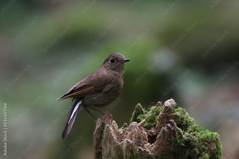 white-tailed robin on a branch white-tailed robin on a branch