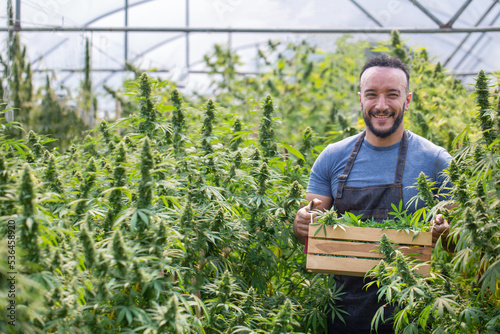 Farmers collecting cannabis In his commercial, cannabis sativa is grown industrially for the production of cannabis for derived products such as CBD oil.