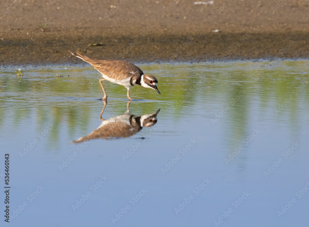 The killdeer (Charadrius vociferus) feeding on the Galveston beach The killdeer (Charadrius vociferus) feeding on the Galveston beach