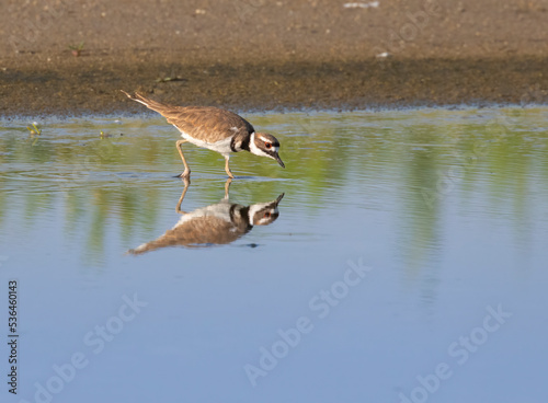 The killdeer  Charadrius vociferus  feeding on the Galveston beach