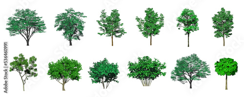 Collection Beautiful 3D Trees Isolated on PNGs transparent background , Use for visualization in architectural design or garden decorate	
