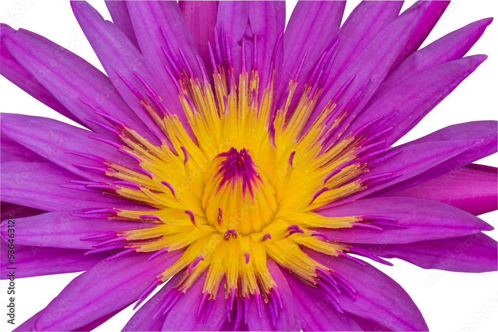 Obraz premium purple lotus flowers isolated and save as to PNG file