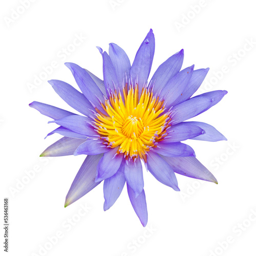 lotus flower isolated and save as to PNG file