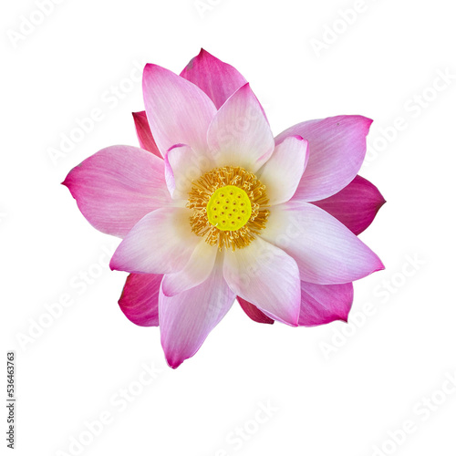 Lotus flower © D.baifern