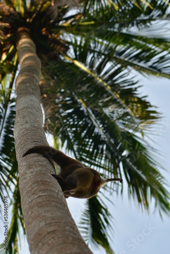 Monkey climbing coconut tree in Koh Samui  Thailand