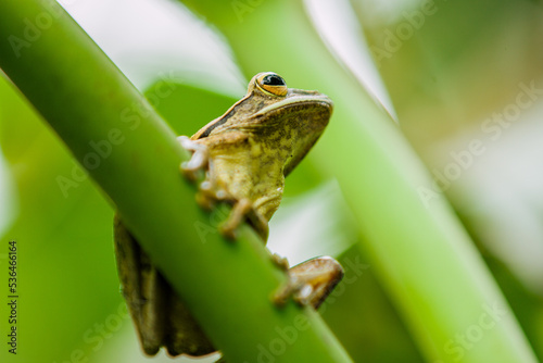 Striped Tree Frog in the branch 