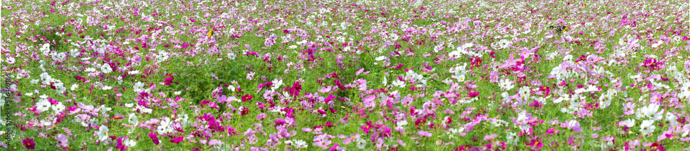 cosmos backgground image. field of flowers. cosmos backgground image. field of flowers.