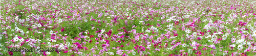 cosmos backgground image. field of flowers. 