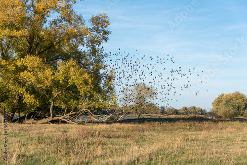 Stare (Sturnus vulgaris) auf ihren Weg in den Süden.