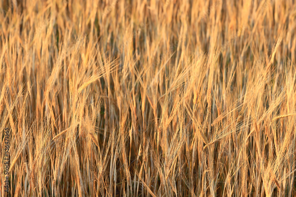 Fototapeta premium grain harvest background crisis farming