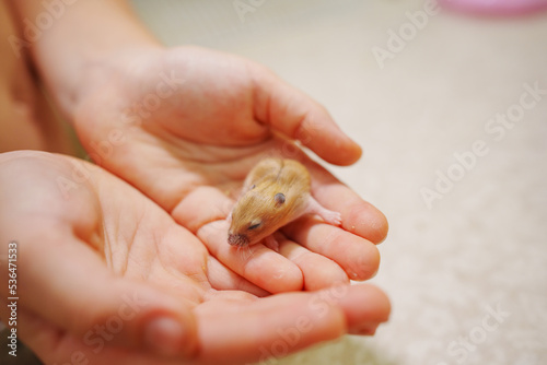 red baby hamster in the hands of a child. cute domestic rodents.