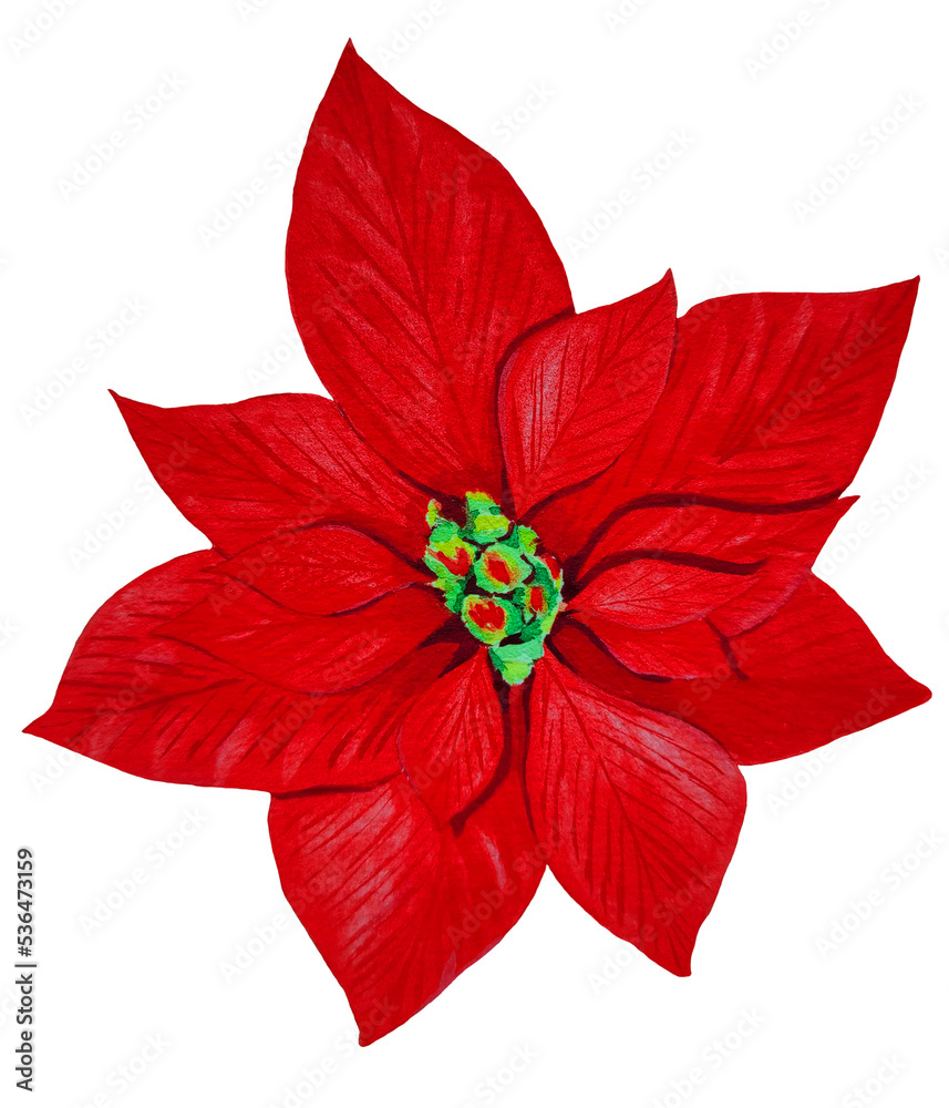 red watercolor poinsettia flower