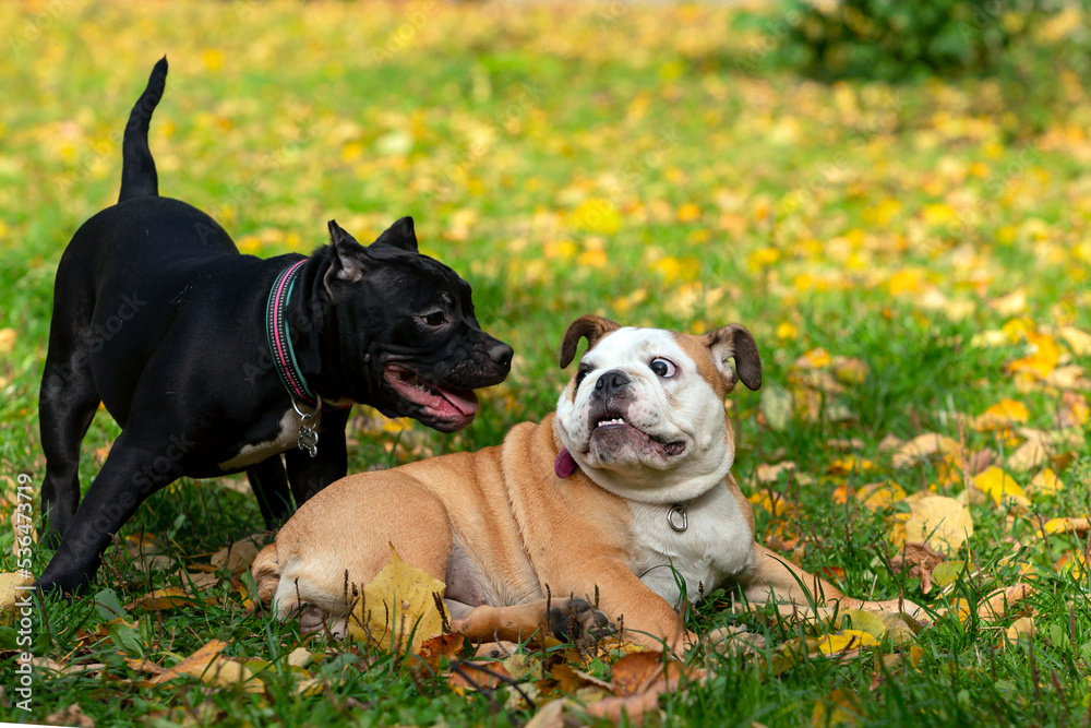 English bulldog and American Bully playing in the meadow