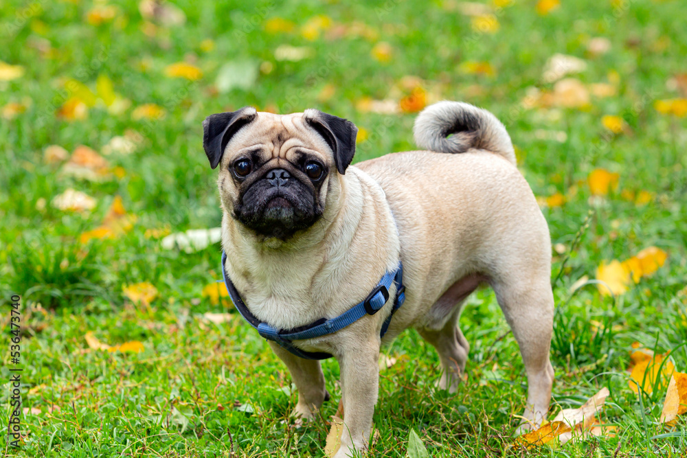 Funny young pug on the background of fallen leaves. Close-up.