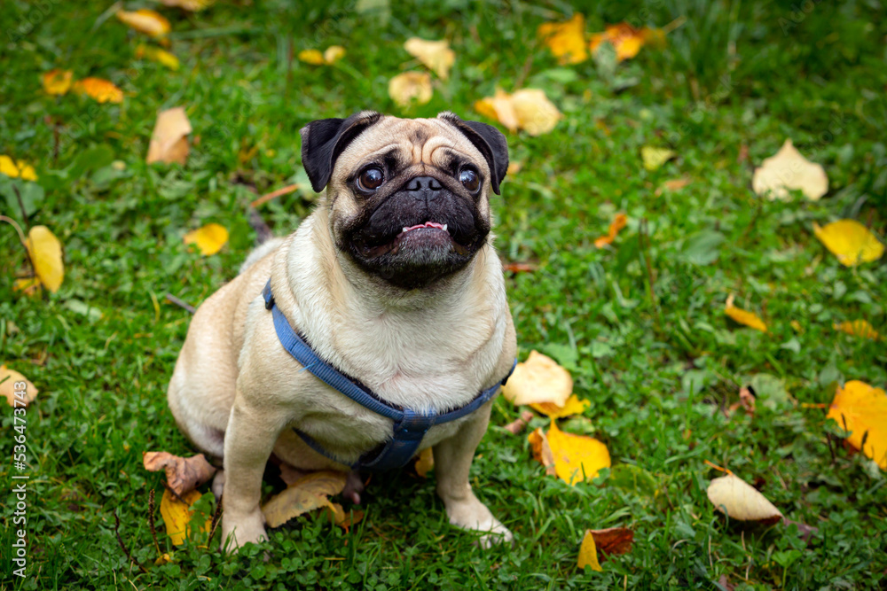 Funny young pug sits on the grass with fallen leaves. Close-up. Funny young pug sits on the grass with fallen leaves. Close-up.