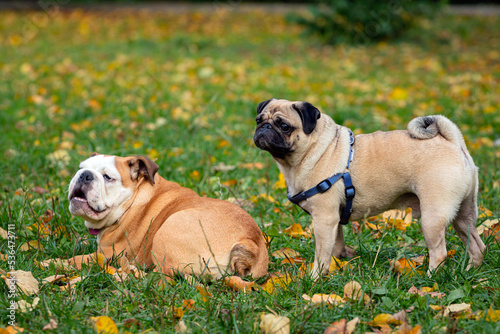  English bulldog and pug playing in the autumn meadow