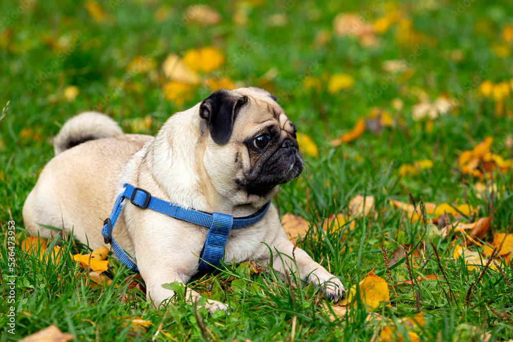 Funny young pug lies on the grass with fallen leaves.
