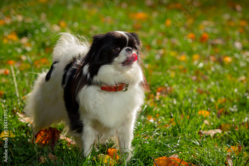 Murais de parede Dog breed Japanese chin plays on a green field