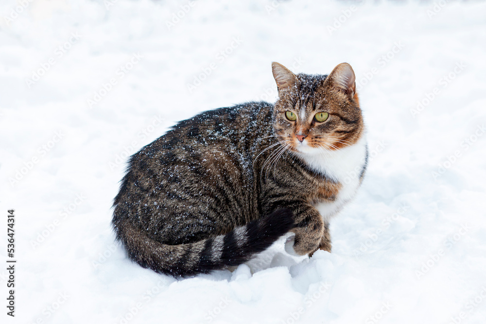 Country striped cat playing in the snow.Isolated on a white background.