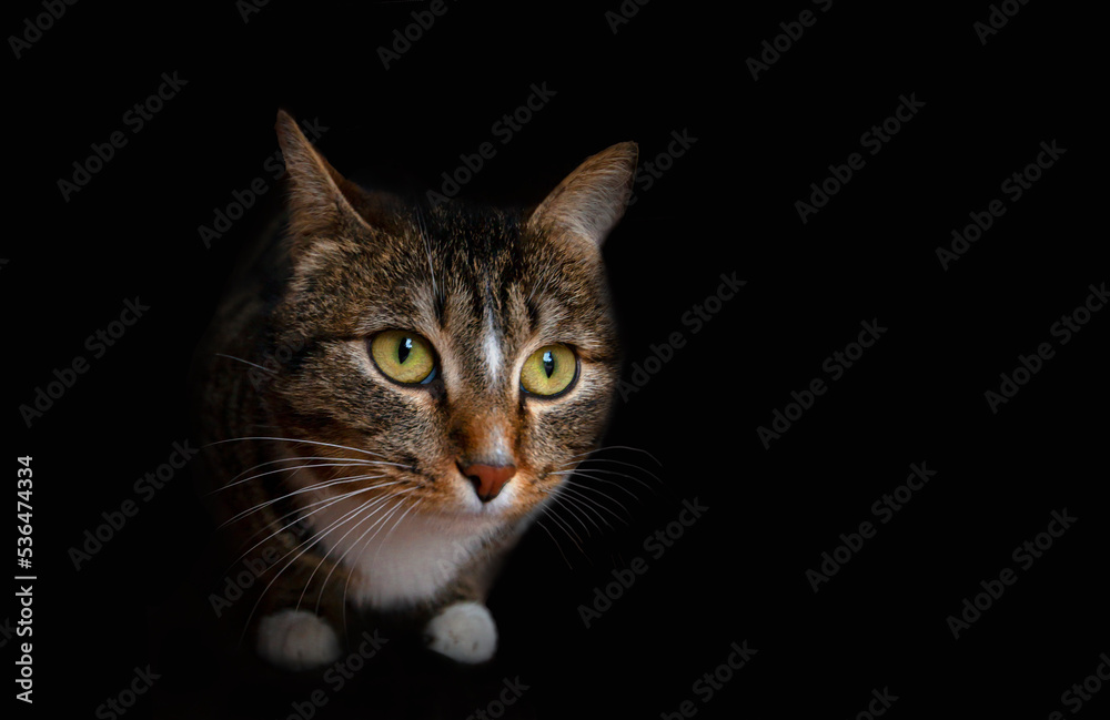 Striped cat isolated on black background. Close-up.