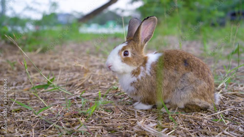 Portrait of a cute fluffy rabbit brown and white color with big ears, green flower meadow in a spring forest with a beautiful blurred background. Concept for spring holidays Portrait of a cute fluffy rabbit brown and white color with big ears, green flower meadow in a spring forest with a beautiful blurred background. Concept for spring holidays