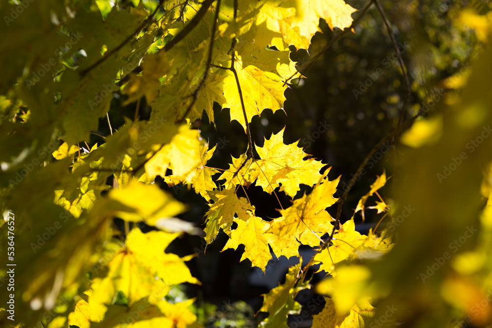 Yellow maple leaves on a tree - autumn mood, golden autumn, weather forecast